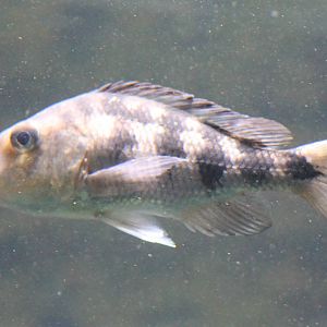 Malawi sand diver