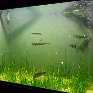 Longnose gar tank