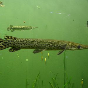 Longnose gar