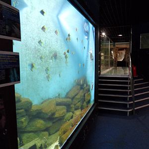 Turtle tank, glass bridge to croc hall