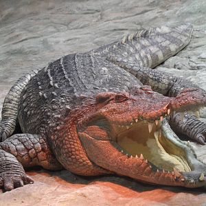 Nile crocodile