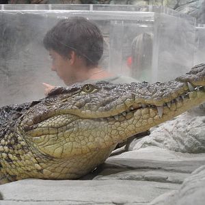 Nile crocodile & visitor