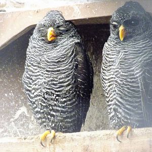 Black-banded owls -Small breeds farm park and owl centre, Herefords