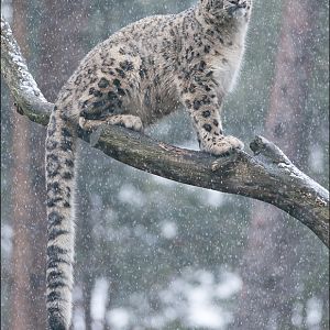 Snowleopard up high