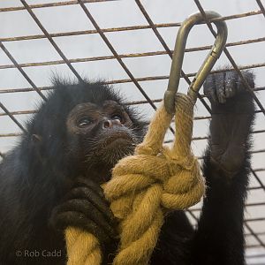 Black-headed spider monkey : Twycross : 31 Oct 2014