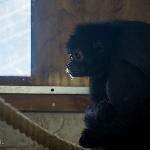 Black-headed spider monkey : Twycross : 31 Oct 2014