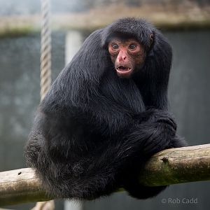 Red-faced spider monkey : Twycross : 31 Oct 2014