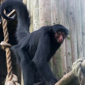 Red-faced spider monkey : Twycross : 31 Oct 2014