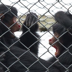 Red-faced spider monkey : Twycross : 31 Oct 2014