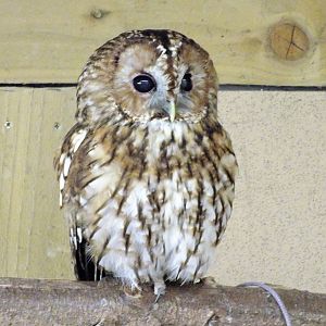 Tawny Owl- Small Breeds Farm Park and Owl Centre