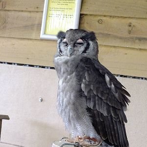 Verreux's Eagle Owl- Small Breeds Farm Park and Owl Centre