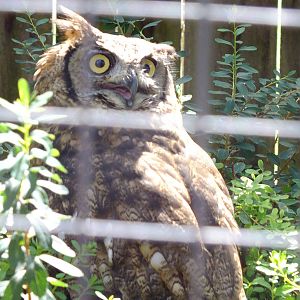Great Horned Owl- Small Breeds Farm Park and Owl Centre