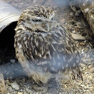 Burrowing Owl- Small Breeds Farm Park and Owl Centre