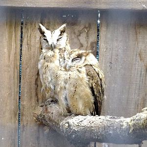 Scops Owls- Small Breeds Farm Park and Owl Centre
