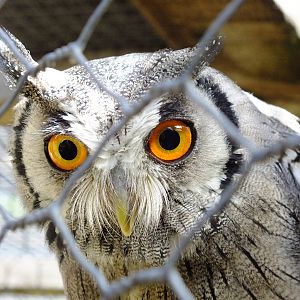 Northern white-faced Owl- Small Breeds Farm Park and Owl Centre