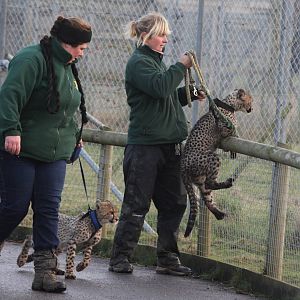 2 young Cheetah cubs 31-12-14