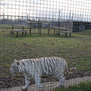 New White tiger enclosure 31-12-14