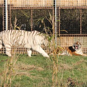 White tiger and normal Tiger 31-12-14