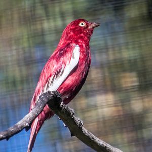 Birds in the aviary by bus loading station