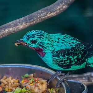 Birds in the aviary by bus loading station