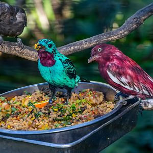 Birds in the aviary by bus loading station