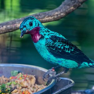 Birds in the aviary by bus loading station