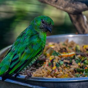 Birds in the aviary by bus loading station
