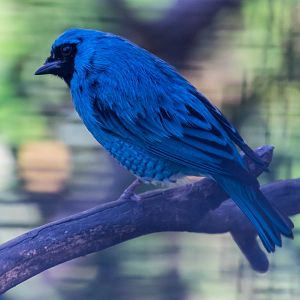 Birds in the aviary by bus loading station
