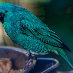 Birds in the aviary by bus loading station