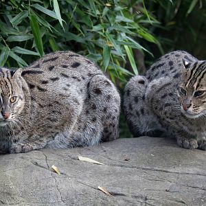 Fishing cats : RSCC : 17 Oct 2014