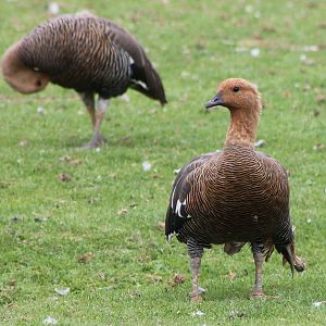 Magellan geese