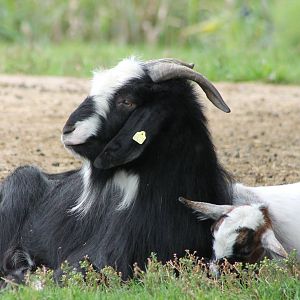 Goats of some breed