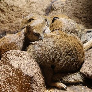 Yellow mongooses