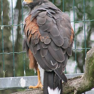 Harris hawk