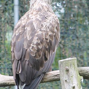 White-tailed sea eagle