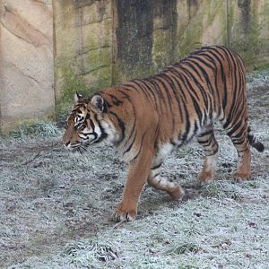 A frosty start, 30th December 2014