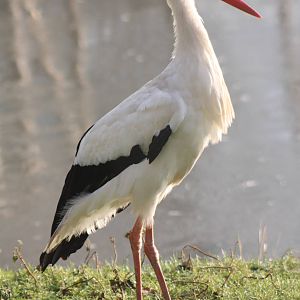 European White Stork, 30th December 2014