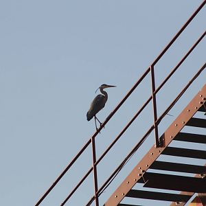 Wild visitor, 30th December 2014