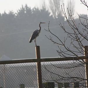 Wild visitor, 30th December 2014