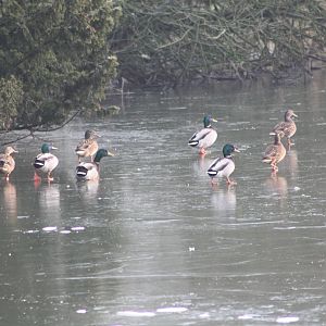 Frozen lake, 30th December 2014
