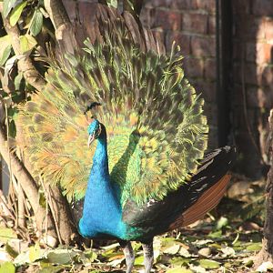 Not much to display with, 30th December 2014