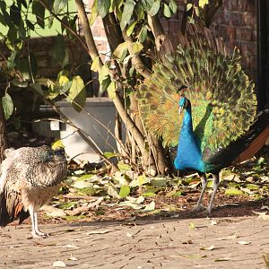 But trying hard, 30th December 2014