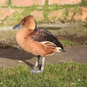 Fulvous Whistling Duck, 30th December 2014
