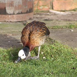 White-faced Whistling Duck, 30th December 2014