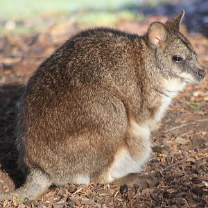 Parma Wallaby, 30th December 2014