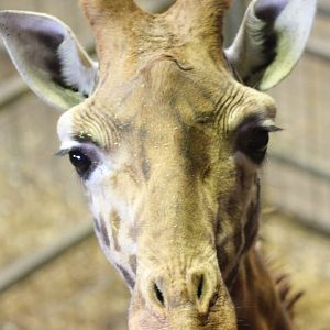 Hybrid Giraffe, 30th December 2014