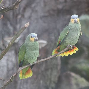 Orange-winged Amazons, 30th December 2014