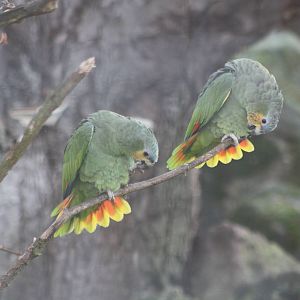 Orange-winged Amazons, 30th December 2014