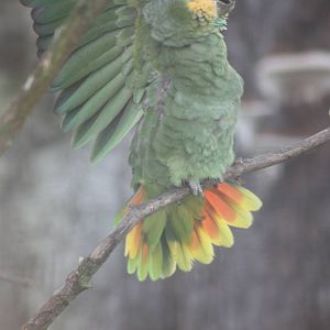 Orange-winged Amazon, 30th December 2014