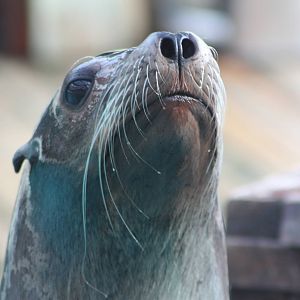 Californian Sealion, 30th December 2014